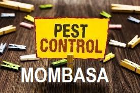 fumigation companies in Mombasa, pest control companies in Mombasa, fumigation in mombasa, pest control in mombasa, fumigation companies in mombasa, Best Pest Control Services in Mombasa, Fumigation Companies in Mombasa, Pest Control Companies in Mombasa, Mombasa pest Control Services, fumigation services in Mombasa, pest control Mombasa