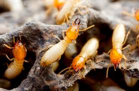 TERMITE CONTROL SERVICES IN THIKA, Pest Control and Fumigation Companies in kenya