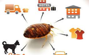 Best insecticide for bed bugs in Kenya