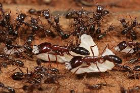 Ants Control Services in Kenya, Ant Control, Ants Control Services, ant control sprays, ants control near me