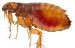 Fleas Control in Kenya