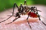 Pest Control and Fumigation Companies in kenya, mosquitoes control, best insecticde for mosquitoes in Kenya