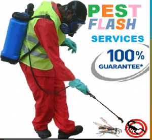 Pest control service providers in kenya