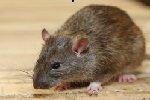 Rats Control, rats control services near me, rats controller, rats control in Kenya