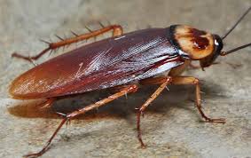 cockroach control insecticide in Kenya