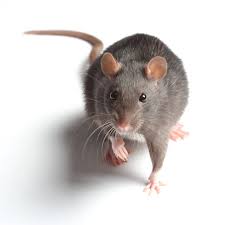 Rats Control, rat control, rats control services, rats control services , best rat exterminator thika, best rat exterminator nairobi, Rat exterminator cost near me, Cheap rat exterminator near me, Rat exterminator price, When to call an exterminator for rats, How long does it take an exterminator to get rid of rats, fumigators near me for rats