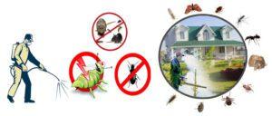 FUMIGATION SERVICES IN THIKA PEST CONTROL SERVICES IN THIKA