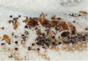 What insecticide kills bed bugs in kenya