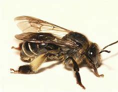 Bees Removal Services in Kenya