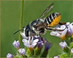 Bees Removal Services in Kenya