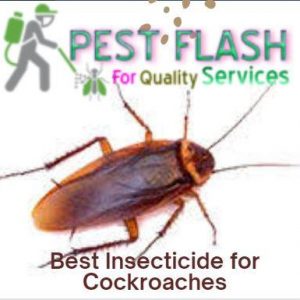 Best Cockroach pesticides in Kenya, COCKROACHES CONTROL SERVICES IN KENYA, FUMIGATION SERVICES IN KENYA, FUMIGATION SERVICES IN NAIROBI KENYA,Best Cockroach pesticides in kenya, COCKROACHES CONTROL SERVICES IN KENYA, FUMIGATION SERVICES IN KENYA, FUMIGATION SERVICES IN NAIROBI KENYA, PESTS. GET PEST CONTROL SOLUTIONS TO GET RID OF PESTS IN KENYA, EXPERT COCKROACHES CONTROL SERVICES IN KENYA, FUMIGATION IN NAIROBI KENYA, COCKROACHES CONTROL SERVICES IN NAIROBI, COCKROACHES CONTROL AND FUMIGATION SERVICES. RELIABLE AND TRUSTED FUMIGATION AND COCKROACHES CONTROL SERVICES, COCKROACHES CONTROL, COCKROACHES CONTROL IN NAIROBI KENYA, PESTS CONTROL, COCKROACHES CONTROL IN KENYA, KENYA PEST, FUMIGATION COMPANIES IN NAIROBI, KENYA FUMIGATION, KENYA COCKROACHES CONTROL, FUMIGATION SERVICES IN NAIROBI, NAIROBI PESTS EXTERMINATOR, PEST FUMIGATION SERVICES IN KENYA, FUMIGATION & COCKROACHES CONTROL COMPANY IN KENYA, PROFESSIONAL FUMIGATION SERVICES IN KENYA, COCKROACHES CONTROL SERVICES PRICES, HOW MUCH IS COCKROACHES CONTROL SERVICES, COST OF FUMIGATION SERVICES, COCKROACHES CONTROL SERVICE PROVIDER IN KENYA, COCKROACHES CONTROL SERVICE IN NAIROBI KENYA, COCKROACHES CONTROL COMPANIES IN KENYA, EXPERT COCKROACHES CONTROL SERVICES IN KENYA, FUMIGATION IN NAIROBI KENYA, COCKROACHES CONTROL SERVICES IN NAIROBI, COCKROACHES CONTROL AND FUMIGATION SERVICES. RELIABLE AND TRUSTED FUMIGATION AND COCKROACHES CONTROL SERVICES, COCKROACHES CONTROL, COCKROACHES CONTROL IN NAIROBI KENYA, PESTS CONTROL, COCKROACHES CONTROL IN KENYA, KENYA PEST, FUMIGATION COMPANIES IN NAIROBI, KENYA FUMIGATION, KENYA COCKROACHES CONTROL, FUMIGATION SERVICES IN NAIROBI, NAIROBI PESTS EXTERMINATOR, PEST FUMIGATION SERVICES IN KENYA, FUMIGATION & COCKROACHES CONTROL COMPANY IN KENYA, PROFESSIONAL FUMIGATION SERVICES IN KENYA, COCKROACHES CONTROL SERVICES PRICES, HOW MUCH IS COCKROACHES CONTROL SERVICES, COST OF FUMIGATION SERVICES, COCKROACHES CONTROL SERVICE PROVIDER IN KENYA, COCKROACHES CONTROL SERVICE IN NAIROBI KENYA, COCKROACHES CONTROcockroach control insecticide