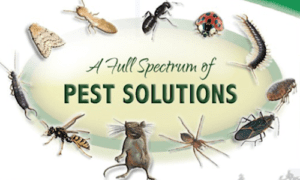 BEDBUGS COCKRACHES CONTROL SERVICES INSECTICIDES IN EASTLEIGH NAIROBI KENYA. FUMIGATION IN EASTLEIGH. PEST CONTROL IN EASTLEIGH 0719405401