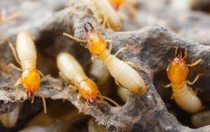 Termite Control services in Kenya, Best Guarantors of Termite Control services in Kenya, Best Termite Control services in Kenya, Termiticides for Termite Control services in Kenya, Best Termiticide, Best Chemical to control Termites, Termidor price in Kenya, Termidor Guideline in Kenya, Termite Removal services,