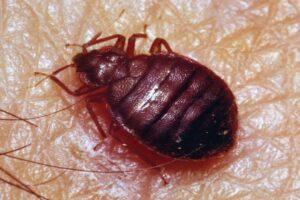 how to kill bed bugs, Bed bugs Control tips, bedbugs control services near me, bed bugs control near me, bed bugs control