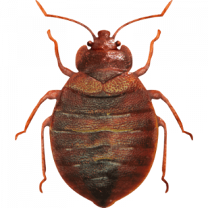 lava insecticide, lava bed bug killer insecticide