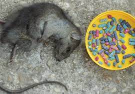 rat poison in Kenya, rat control poison, rodent control poison