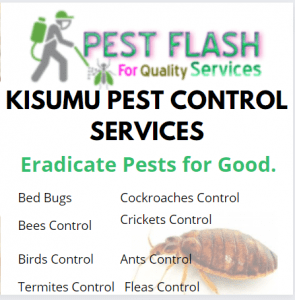 Kisumu Pest Control Services, fumigation people in Kisumu, bats control in Kisumu