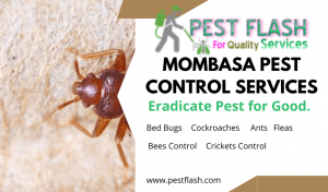 Mombasa Pest Control Services