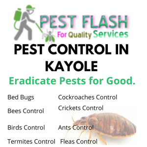 Pest Control in Kayole Kenya