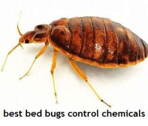 best bed bugs control chemicals
