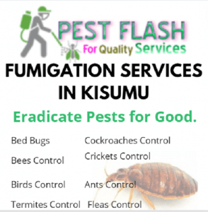 FUMIGATION SERVICES IN KISUMU, BEST FUMIGATION SERVICES IN KISUMU. 0719405401. PEST CONTROL SERVICES IN KISUMU KENYA. Pest Control Services in Kisumu- Guaranteed. Kisumu pest control services in Kisumu, get Jopestkil Kisumu top pest control services in Kisumu, fumigation companies in Kisumu, Kisumu pest control services, fumigation services in Kisumu, pest control services in Kisumu, Kisumu pest exterminator, fumigation service in Kisumu, pest control service in Kisumu, pest control and fumigation services, fumigation and pest control services, pest control, pest control in Kisumu, Kisumu dala, pests control, pests control in Kisumu, fumigation services prices in Kisumu, pest control services prices in Kisumu, pest control costs in Kisumu, fumigation prices in Kisumu, pest exterminator prices in Kisumu, Kisumu pest control, Kisumu fumigation, Kisumu pests control, Kisumu pests extermination, pest fumigation services in Kisumu.. fumigation services in Kisumu. This is the Top Best provider of Pest Control and Fumigation Services in Kisumu County. They Have Guaranteed, Pocket Friendly and Trusted Pest Control and Fumigation Services. Stay Safe From Pests, Call 0719405401 // 0734315472 fumigation services in Kisumu pest control services in kisumu county,fumigation in kisumu,Fumigation services in kisumu,Kisumu pest control services in Kisumu, fumigation companies in Kisumu, Kisumu pest control services, fumigation services in Kisumu, pest control services in Kisumu, Kisumu pest exterminator, fumigation service in Kisumu, pest control service in Kisumu, pest control and fumigation services, fumigation and pest control services, pest control, pest control in Kisumu, Kisumu dala, pests control, pests control in Kisumu, fumigation services prices in Kisumu, pest control services prices in Kisumu, pest control costs in Kisumu, fumigation prices in Kisumu, pest exterminator prices in Kisumu, Kisumu pest control, Kisumu fumigation, Kisumu pests control, Kisumu pests extermination, pest fumigation services in Kisumu.,BATS CONTROL IN KISUMU,FUMIGATION OF BATS IN KISUMU,BEES REMOVAL IN KISUMU,KISUMU PEST CONTROL SERVICES,COCKROACHES CONTROL SERVICES IN KISUMU
