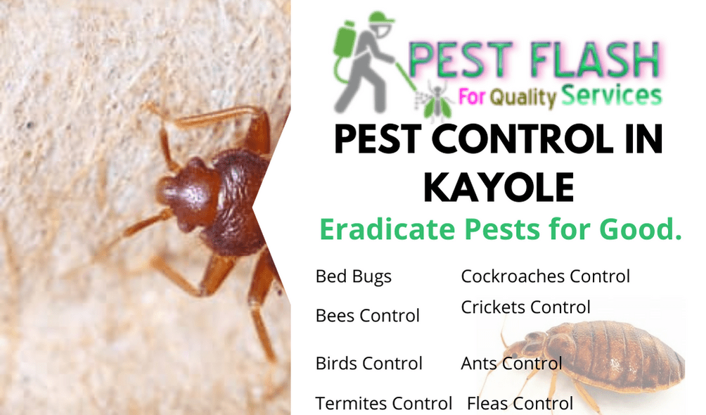 Pest Control Services in Kayole Kenya, fumigation services in Kayole, pest control services in Kayole