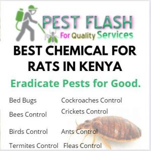 the best chemical for rats in Kenya, Best chemical for rats, rat poison in Kenya, Best rat killer in Kenya, rats killing chemical
