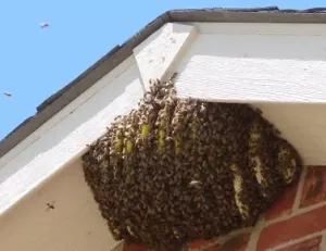 Bees control Services in Kenya, Bees Removal, Bee Control, Bees Pesticides
