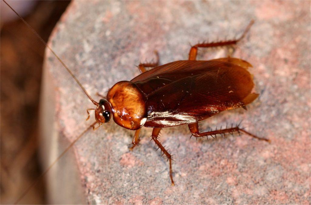 Cockroach Control, Cockroaches Control in Kenya, cockroach control near me, cockroach control services, cockroach control near me