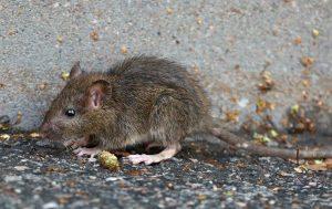 Rats Control, Rats Control Services in Kenya, rats control near me