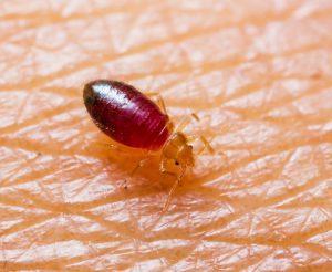 bed bugs control, Bedbug, Get Rid of Bedbugs, Bedbugs Control in Kenya, bedbugs control services in Nairobi Kenya