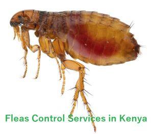 Fleas Control Services in Kenya, flea control near me, fleas control, fleas control services