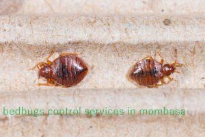 bedbugs control services in Mombasa, bed bugs control services in Mombasa, Bed Bugs Control, Bedbugs control services in Mombasa, Bed bugs control services in Mombasa, Bed bugs control services Mombasa Kenya, Bed bug control Mombasa, Bed bug treatment Mombasa, Bed bug extermination Mombasa, Bed bug removal Mombasa, Bed bug control services near me Mombasa, Bed bug pest control Mombasa, Bed bug management Mombasa, Bed bug exterminator Mombasa, Bed bug control cost Mombasa, Bedbugs control services Mombasa, Bedbug extermination Mombasa, Bedbug removal services Mombasa