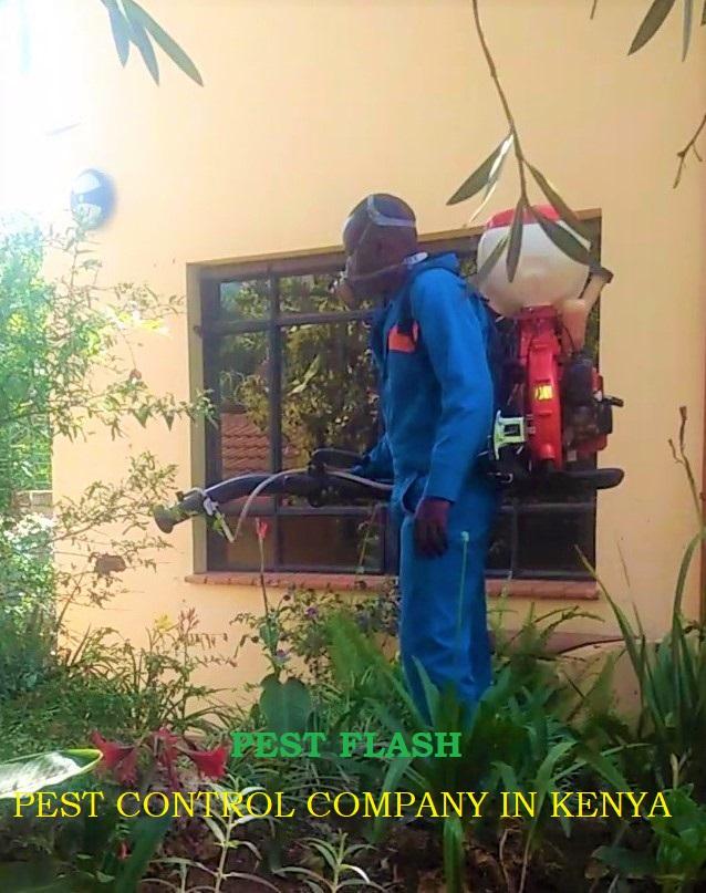 1 Best pest control services near me 2024