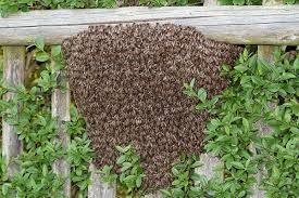 bees removal services in Kenya, bees control services, bees removal service, bees control