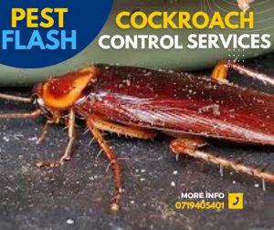 Cockroach Control Services in Kenya, Cockroach Fumigation Services in Kenya
