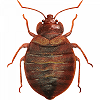 pest control services in Kenya, fumigation companies in Kenya, pest control services in Nairobi, pest control services, pest control, pest control near me, exterminator near me, fumigation companies Kenya, fumigation services Nairobi, Pest control Nairobi, termite treatment, bedbugs control in Nairobi, pest control companies in Nairobi, fumigation services in Nairobi Kenya, best fumigation services in Nairobi fumigation services near me, fumigation services in Kenya, fumigation company, fumigation people in Kenya, fumigation near me, fumigators, fumigators near me, fumigation companies, fumigation experts, termites control services in Nairobi, best termite and pest control, insect and rodent control, rat exterminator prices, pest control person