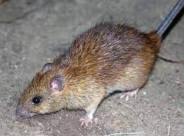 the best chemical for rats in Kenya, Rat Control chemicals, rats control poison, rodent control chemical