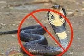 snakes control services, snakes removal services, snakes control, pest control in Utawala, pest control services in Utawala, Fumigatino services in Utawala