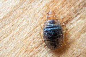 Best bedbug control services in Mombasa, Cost of bedbug control services in Mombasa, Bedbug treatment cost in Mombasa, Bedbug control products in Mombasa, Bedbug extermination methods in Mombasa