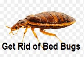 bed bug exterminator cost near me, bed bugs exterminator near me, cheap bed bug exterminator near me, bed bugs fumigation Kenya, best fumigation for bed bugs Kenya, bed bug treatment cost near me