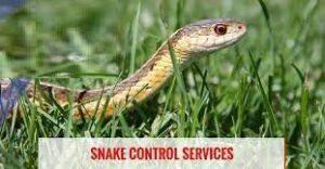 snake removal services near me, snake removal near me, snake control services near me