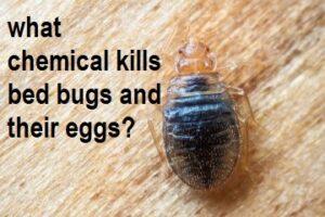 what chemical kills bed bugs and their eggs, best bedbug insecticides in Kenya, best bed bugs control insecticides in Nairobi Kenya, best bedgus control pesticide in kenya, fumigation chemicals in kenya, bedbugs control solution, bedbugs control insecticides in anirobi, Dawa ya Kunguni, Dawa ya Kunguni Nairobi, Dawa ya Kunguni nairobi, Dawa ya Kunguni Near me, best bedbug killer in Kenya, bedbug killer kenya, best pesticide fro bed bug, best bed bug killer in Nairobi Kenya, Best insecticides for bedbugs