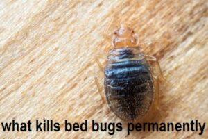 what kills bed bugs permanently, best bed bug killer in Nairobi Kenya, Best insecticides for bedbugs, what chemical kills bedbugs permanently, what chemical kills bed bugs completely, what chemical kills bed bugs and their eggs, professional bed bug spray, Bed bug extermination, bed bug pesticide, Strongest bed bug Killer, Strongest bed bug Killer in Kenya, Best insecticide for bed bugs, Best insecticide for bed bugs in Kenya, what kills bed bugs permanently, what chemical kills bed bugs and their eggs, Bed bug control, Bed bug elimination, Bed bug removal, Bed bug treatment