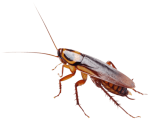 roach exterminators near me, cockroach exterminators near me prices, roach exterminators near me prices, best roach exterminators near me, cockroach fumigation Nairobi, cockroach control services, cockroach control near me