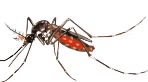 Mosquito control in Kilimani, Mosquito control services in Kilimani, fumigation in Kilimani, pest control services in Kilimani, fumigation services in Kilimani, fumigation services in Kilimani nairobi, pest control in Kilimani, best pest control in Kilimani, best fumigation in Kilimani, pest control company in Kilimani