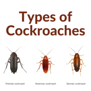 types of cockroaches, cockroaches types, cockroaches