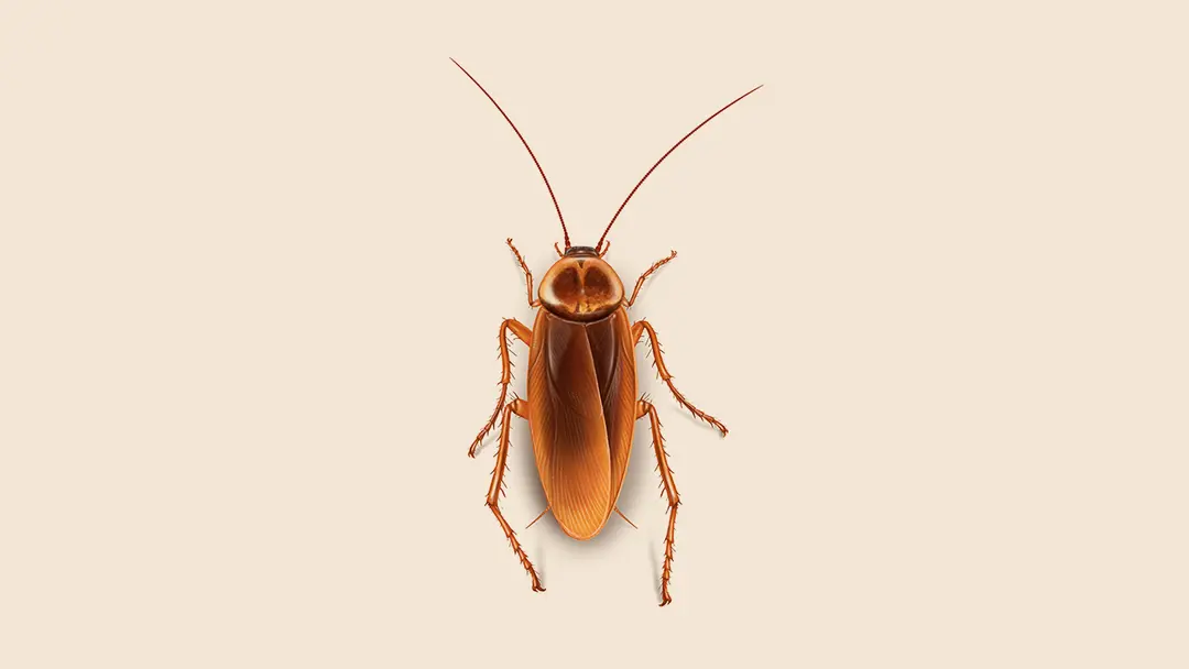 pest control Services in Machakos County