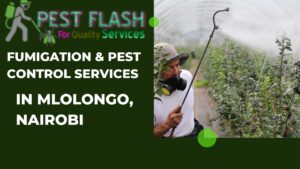 Mlolongo pest control, fumigation services in Mlolongo, pest control services in Mlolongo, pest control Mlolongo, fumigators in Mlolongo, fumigators near mlolongo Nairobi, pest control services near Mlolongo, Nairobi