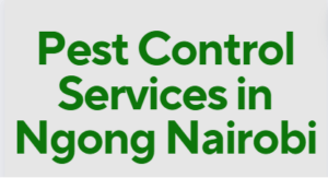 pest control in Ngong, pest control services in Ngong, pest control services in Ngong, fumigation services in Ngong, Ngong pest control services, pest control services in Ngong, pest control services in Ngong, pest control services in Ngong Kenya, fumigators in Ngong, pest control services in Ngong Kenya, fumigators in Ngong, Ngong fumigation services, pest control, fumigation in Ngong, Fumigation services in Ngong , pest control services, insect extermination services, bed bugs removal services, pest management services, residential fumigation services, commercial fumigation services in Ngong, rodent control services in Ngong, termite control services in Ngong, mosquito control services in Ngong, cockroach control services in Ngong, pest eradication in Ngong, pest treatment services in Ngong, home fumigation services near Ngong, professional fumigation services in Ngong, local fumigation services in Ngong, affordable fumigation services in Ngong, hygienic fumigation services in Ngong, eco-friendly fumigation services in Ngong, Ngong , fumigators in Ngong, fumigation services in Ngong  contacts, pest control services in Ngong, fumigation services in Ngong, Ngong pest control services, pest control services in Ngong, pest control services in Ngong, pest control services in Ngong Kenya, pest control in Ngong Kenya, fumigators in Ngong, Ngong fumigation services, pest control, fumigation in Ngong, cockroach control in Ngong, bed bugs control in Ngong, snakes control in Ngong, ants control in Ngong, fleas control in Ngong, fumigation services in Ngong, pest control services in Ngong, pest exterminators in Ngong, pest management companies in Ngong, rodent control services in Ngong, termite control services in Ngong, bed bug extermination services in Ngong, insect control services in Ngong, residential pest control services in Ngong, commercial pest control services in Ngong, Ngong pest control companies, professional pest control services in Ngong, eco-friendly pest control services in Ngong, reliable pest control services in Ngong, effective pest control solutions in Ngong, pest inspection services in Ngong, pest prevention services in Ngong, Ngong fumigation companies, professional fumigation services in Ngong, certified fumigation services in Ngong, structural fumigation services in Ngong, Ngong fumigation and pest control services, Pest Control Services in Ngong, Fumigation Services in Ngong, Pest Control Companies in Ngong, Pest Extermination in Ngong, Fumigation Companies in Ngong, Rodent Control in Ngong, Bed Bug Treatment in Ngong, Termite Control in Ngong, Mosquito Control in Ngong, Pest Control Near Me in Ngong, Professional Pest Control Services in Ngong